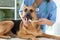 Doctor cleaning dog`s teeth with toothbrush indoors