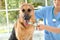 Doctor cleaning dog`s teeth with toothbrush indoors