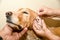 The doctor cleans his ears with a spaniel of golden color