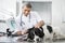 Doctor Examining Border Collie\'s Ear With Machine