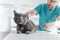 Doctor examining Russian Blue cat on bed at veterinary clinic