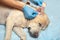 Doctor in gloves clears the sick red ear in the dog. Veterinary clinic is clean-eared