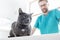 Doctor looking at Russian Blue cat on bed in veterinary clinic