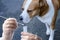 Doctor, medic holds test tube for health research, big white dog with red spots, pet treatment concept, pet care, veterinary