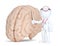 Doctor pointingat human brain. Medical illustration. Isolated. Contains clippin path