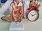 Doctor proctologist holds model of rectum and alarm clock