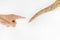 Doctor`s hand point a sick dog tail on a white background, isolated