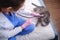 A doctor in uniform listens with a stethoscope to a cat on a call to a patient home