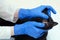 Doctor veterinarian in blue sterile gloves examines the teeth of a black cat.