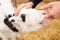 Doctor veterinarian examines the teeth of calf