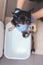 Doctor veterinarian in gloves takes frightened dog chihuahua out of carrier box for animals