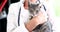 Doctor veterinarian holding gray kitten in his arms closeup 4k movie slow motion