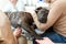 Doctor veterinarian makes an ultrasound and cardiogram of the heart of a dog in the office of a veterinary clinic