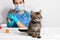 The doctor is a veterinarian and two small kittens in the doctor's office. Veterinary clinic, treatment of cats and pets