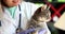 Doctor veterinary hands hold gray cat in veterinary clinic