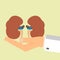 Doctors hand hold human kidneys. Healthcare concept. Vector illustration