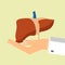 Doctors hand hold human liver. Healthcare concept. Vector illustration