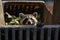 Documenting Urban Wildlife: A Trash Can Encounter with a Playful Raccoon