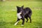 Dod obedience training. Full length of curious border collie dog looking focused ahead enjoying a sunny day and playing games with