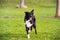 Dod obedience training. Full length of curious border collie dog looking focused ahead enjoying a sunny day and playing games with