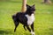 Dod obedience training. Full length of curious border collie dog looking focused ahead enjoying a sunny day and playing games with