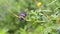 Dodder Genus Cuscuta - parasitic plant. Dodder grows around clover branches.