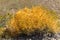 Dodder vine, Cuscuta, overtakes a Brittlebush plant