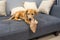 Dodgy golden retriever puppy biting a shoe at home