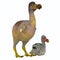 Dodo Bird Female with Young