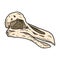 Dodo bird fossilized skull hand drawn sketch image. Extinct species animal bones fossil hand drawn. Vector stock silhouette