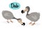 Dodo bird illustration