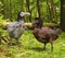 Dodo Birds In Forest
