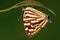 Dodona eugenes / butterfly on twig