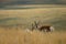 Doe Antelope and Fawn in Grass