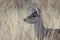 Doe Coues Whitetail Deer Portrait in Arizona in Winter