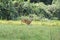 A doe deer running across a meadow showing some action against the green meadow.