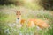 doe deer sitting on grass field