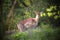 Doe a deer, wandering in the bluebells.