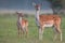 Doe and fawn fallow deer, dama dama, in autumn colors