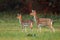 Doe and fawn fallow deer, dama dama, in autumn colors in last sunrays.