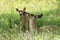 Doe and Fawn - A Mother\'s Love