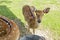 Doe or female deer in zoo, look curious at camera