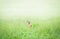 Doe in a Foggy Green Meadow