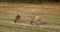 A doe and its calf eating corn on a large field