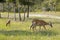 Doe licking her lips while grazing wildflowers with her two fawns