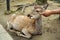 Doe in Nara park poked by man
