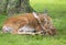 Doe and newborn fawn