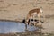 Doe Pronghorn Antelope Reflection in a Desert Waterhole
