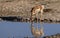 Doe Pronghorn Antelope Reflection in a Desert Waterhole in Utah