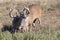 Doe running away from big whitetail buck